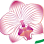 Orchid Dental